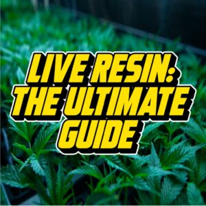 Text reading Live Resin: The Ultimate Guide over a vibrant background of healthy cannabis plants in a greenhouse.