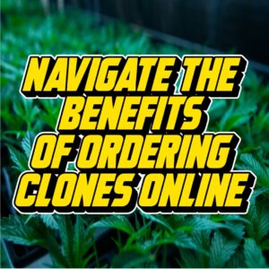Text reading 'Navigate the Benefits of Ordering Clones Online' over a vibrant background of cannabis plants in a greenhouse.