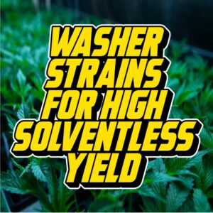 Text reading Washer Strains for High Solventless Yield over a backdrop of lush cannabis seedlings in a cultivation setting.