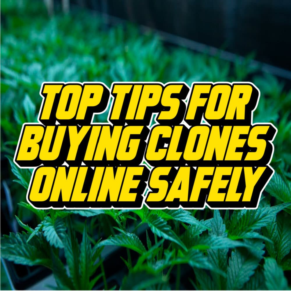 Text reading 'Top Tips for Buying Clones Online Safely' over an image of cannabis plants in a greenhouse.