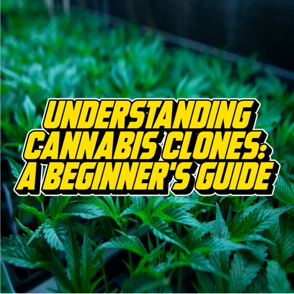 Text overlay reading "Understanding Cannabis Clones: A Beginner's Guide" placed over an image of cannabis clones in a nursery setting.