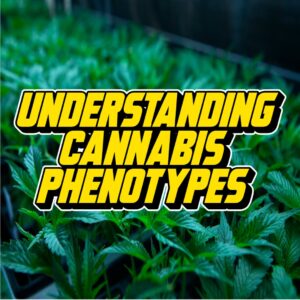 Text reading Understanding Cannabis Phenotypes over a vibrant background of cannabis plants growing in a greenhouse environment.