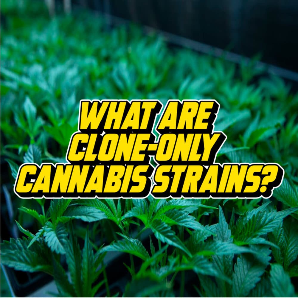 A text graphic reading "What Are Clone-Only Cannabis Strains?" displayed over a background of cannabis plants in a greenhouse setting.