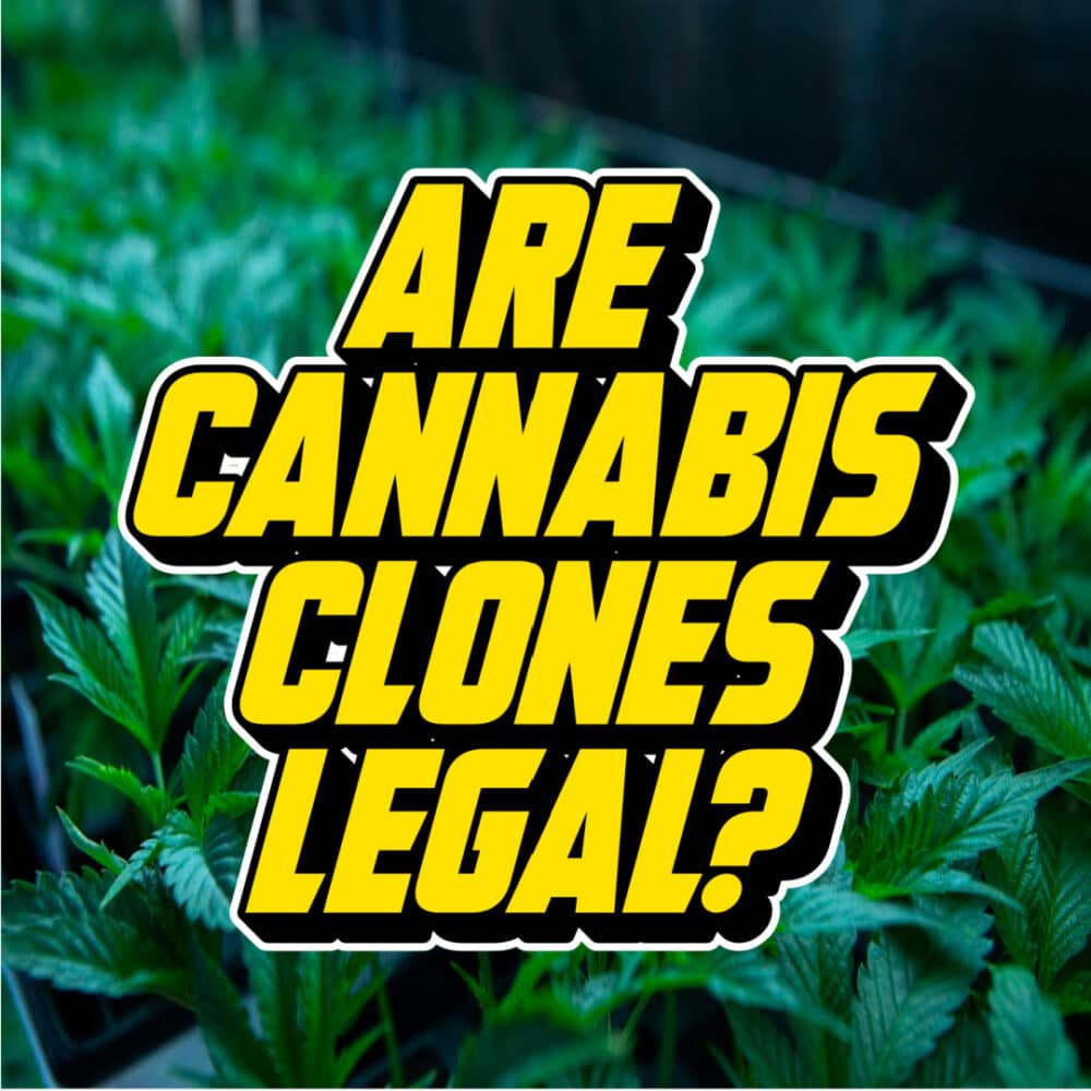 Bold yellow text reading "Are Cannabis Clones Legal?" over a background of lush green cannabis plants in a cultivation setup.
