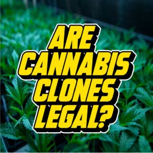 Bold yellow text reading "Are Cannabis Clones Legal?" over a background of lush green cannabis plants in a cultivation setup.