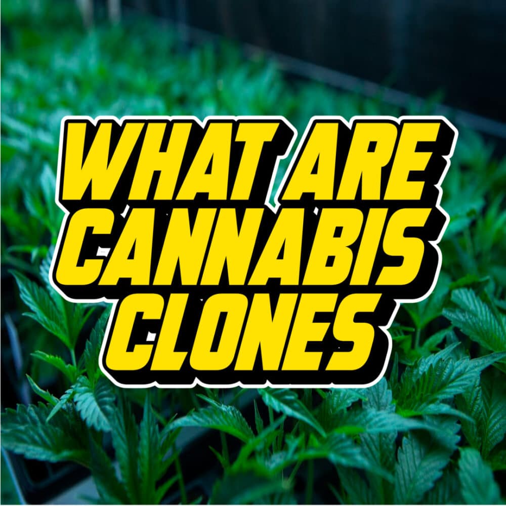 Bold yellow text reading "What Are Cannabis Clones?" over a background of lush green cannabis plants in a cultivation setup.