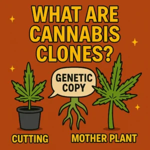 What are cannabis clones graphic showing a mother plant and cutting with genetic copy label