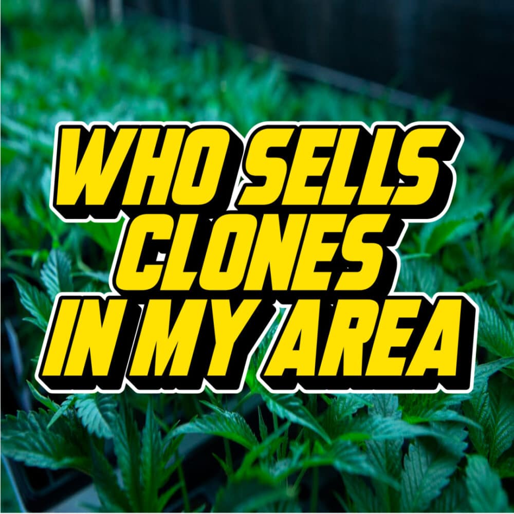 Bold yellow text reading "Who Sells Clones in My Area" over a lush background of vibrant green cannabis plants in a cultivation setting.