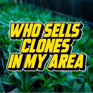 Bold yellow text reading "Who Sells Clones in My Area" over a lush background of vibrant green cannabis plants in a cultivation setting.