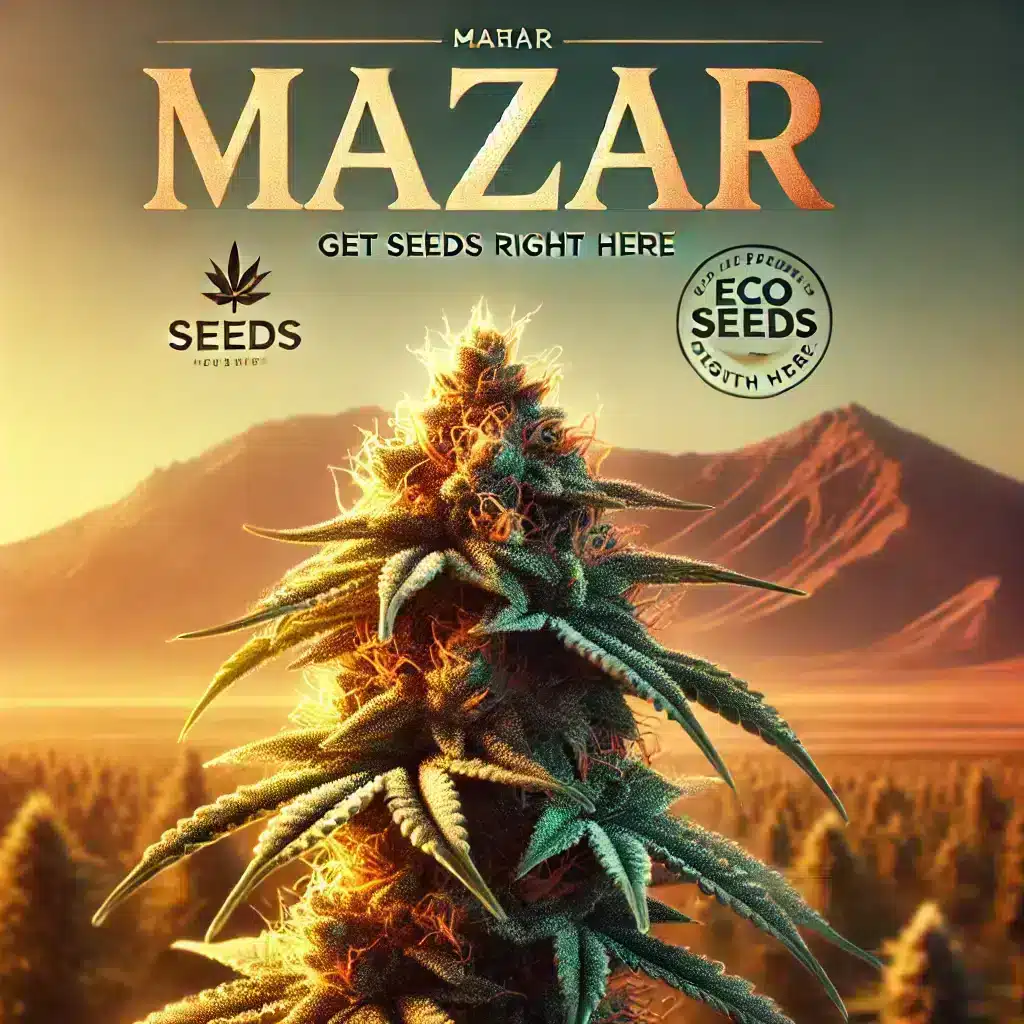 A close-up of a bright Mazar cannabis plant shows thick, frosty trichomes and unique leaves. The background is softly blurred, showing the rugged landscape of the Mazar region in golden sunlight. 
