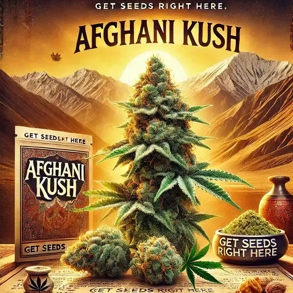 A colorful image shows the Afghani Kush cannabis strain. In the front, there is a frosty cannabis plant and traditional hand-pressed hashish. The background showcases the rugged Afghan mountains under golden sunlight. 