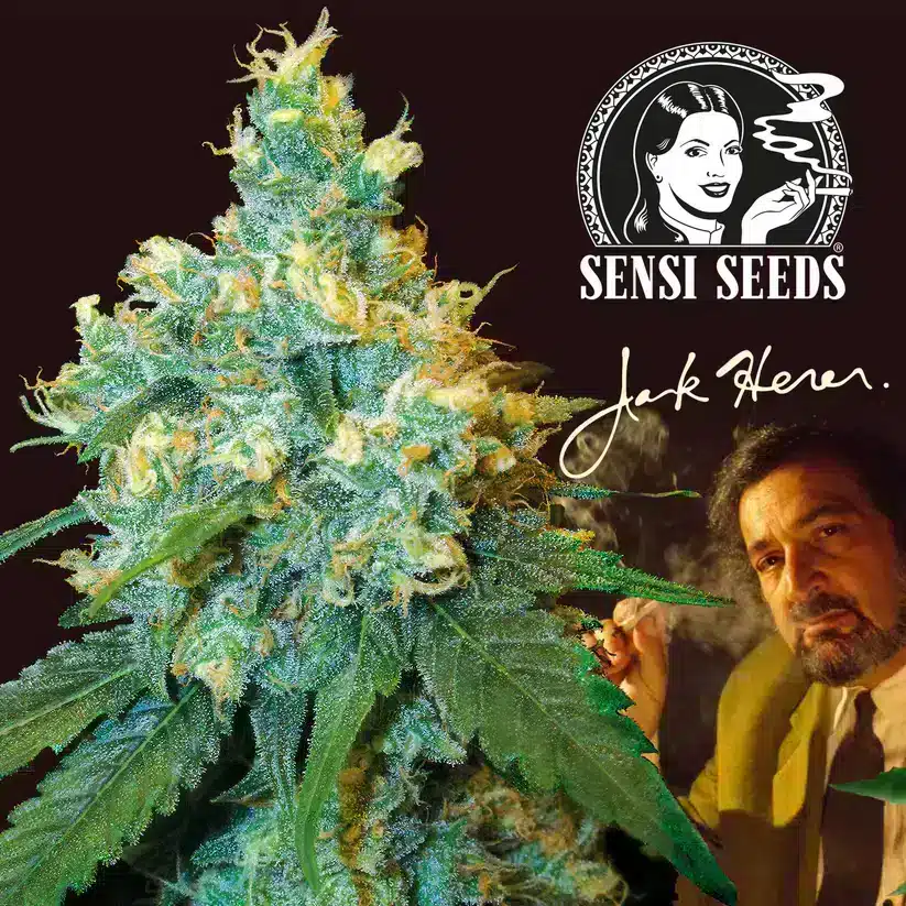 A close-up of a Jack Herer cannabis bud is next to a picture of Jack Herer. He is holding a lit joint. The Sensi Seeds logo and Jack Herer's signature are also included.