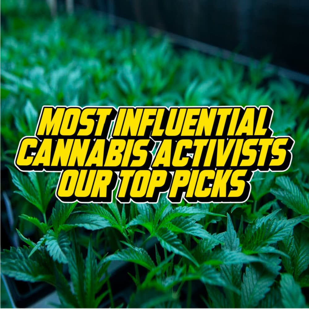 "Top Cannabis Activists: Our Top Picks" is written over a picture of healthy cannabis plants in a greenhouse. Most influential Cannabis Activist Our Top Picks