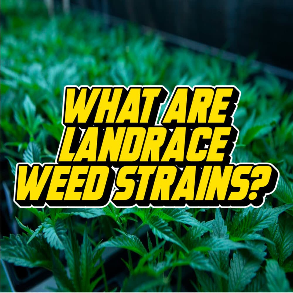 Title: "What Are Landrace Weed Strains?" This text is set against a bright green background of a cannabis plant. It introduces the topic of where cannabis strains come from.