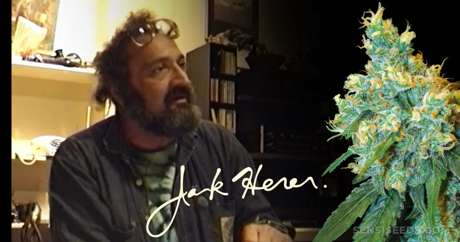 Jack Herer is sitting inside. His name is shown across the image. On the right, there is a close-up of a bright cannabis bud.