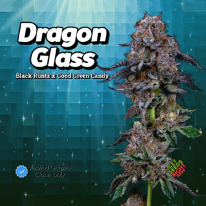 Close-up of a Dragon Glass cannabis plant featuring deep purple buds coated in shimmering trichomes. The strain name and lineage (Black Runtz x Good Green Candy) are displayed in bold text against a futuristic teal background, along with a "Verified Original Clone Only" badge and "Get Seeds Right Here" text.