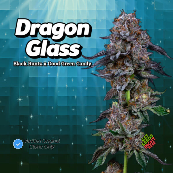 Close-up of a Dragon Glass cannabis plant featuring deep purple buds coated in shimmering trichomes. The strain name and lineage (Black Runtz x Good Green Candy) are displayed in bold text against a futuristic teal background, along with a "Verified Original Clone Only" badge and "Get Seeds Right Here" text.