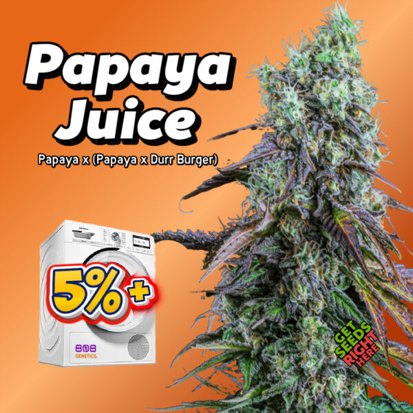 Close-up of a Papaya Juice cannabis plant with dense, resinous buds and deep purple-tinged leaves. The strain name and lineage (Papaya x (Papaya x Durr Burger)) are displayed in bold text, along with the 808 Genetics logo and "Get Seeds Right Here" text