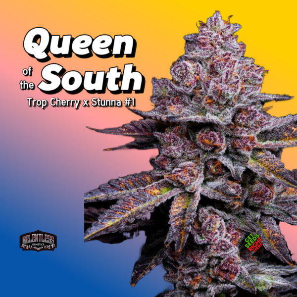 Close-up of a Queen of the South cannabis plant with deep purple and frosty trichome-covered buds. The strain name and lineage (Trop Cherry x Stunna #1) are prominently displayed, along with the Relentless Genetics logo and "Get Seeds Right Here" text.