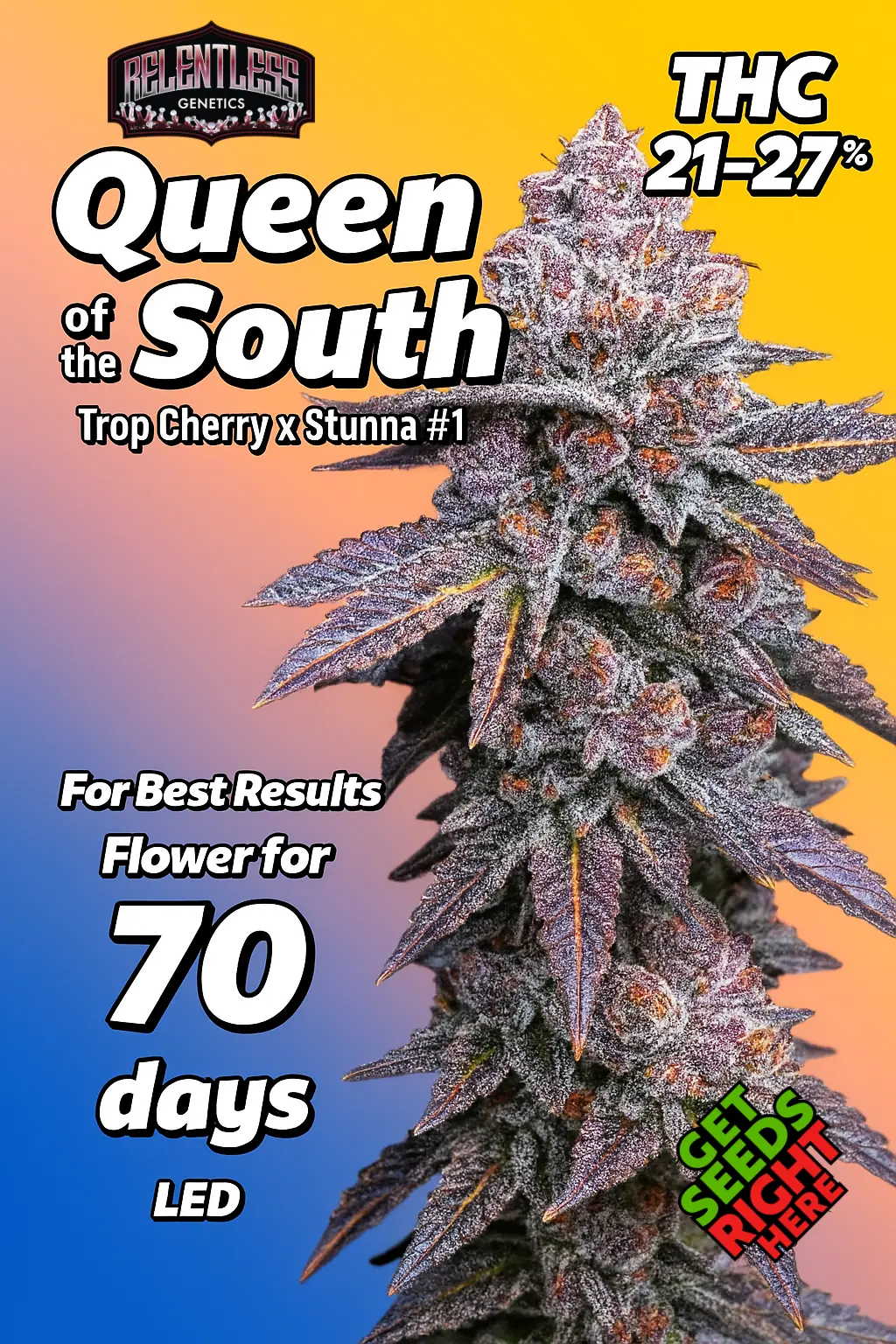 Close-up of a Queen of the South cannabis plant with deep purple and frosty trichome-covered buds. The strain name and lineage (Trop Cherry x Stunna #1) are prominently displayed, along with the Relentless Genetics logo and "Get Seeds Right Here" text.