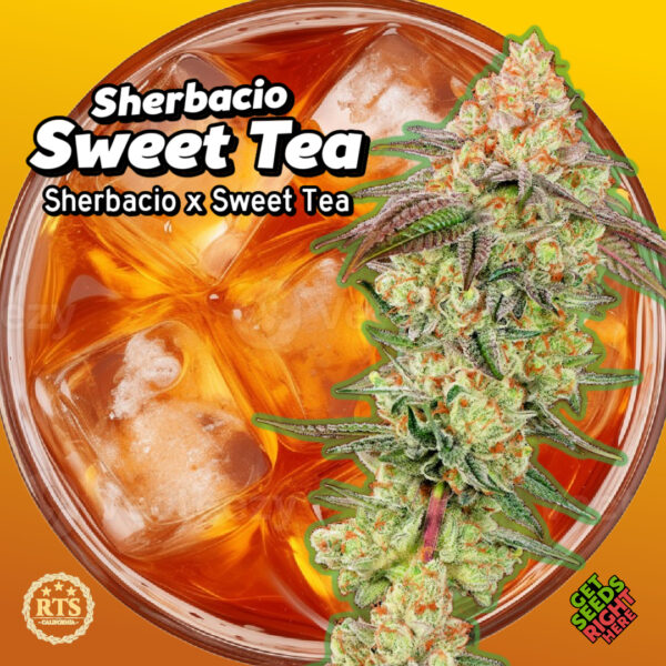 Sherbacio Sweet Tea Cannabis Clones – Loud citrus-gas hybrid with 30% THC 🍹💨