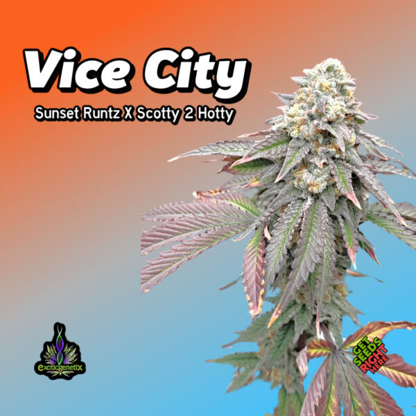 Close-up of a Vice City cannabis plant with deep purple and green leaves, covered in frosty trichomes. The strain name and lineage (Sunset Runtz x Scotty 2 Hotty) are displayed in bold text with the Exotic Genetix logo in the bottom left corner.