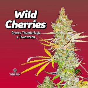 Close-up of a Wild Cherries cannabis plant with dense, trichome-covered buds and yellow-tinged leaves. The strain name and lineage (Cherry Thunderfuck x Trainwreck) are prominently displayed, along with the Legendary Clone Only logo and "Get Seeds Right Here" text.