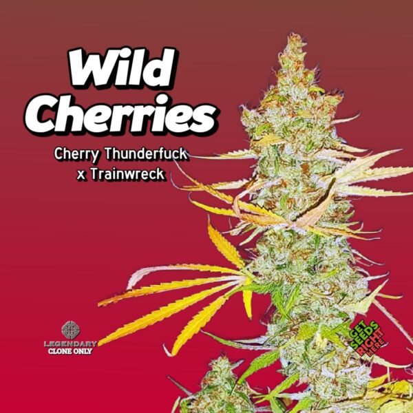 Close-up of a Wild Cherries cannabis plant with dense, trichome-covered buds and yellow-tinged leaves. The strain name and lineage (Cherry Thunderfuck x Trainwreck) are prominently displayed, along with the Legendary Clone Only logo and "Get Seeds Right Here" text.