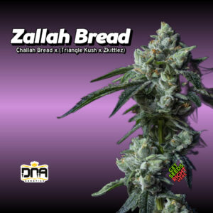 Close-up of a Zallah Bread cannabis plant covered in frosty trichomes, with the strain name and lineage (Challah Bread x Triangle Kush x Zkittlez) displayed in bold text. The DNA Genetics logo and "Get Seeds Right Here" text are also present.