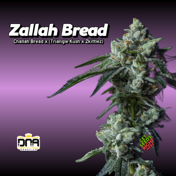 Close-up of a Zallah Bread cannabis plant covered in frosty trichomes, with the strain name and lineage (Challah Bread x Triangle Kush x Zkittlez) displayed in bold text. The DNA Genetics logo and "Get Seeds Right Here" text are also present.