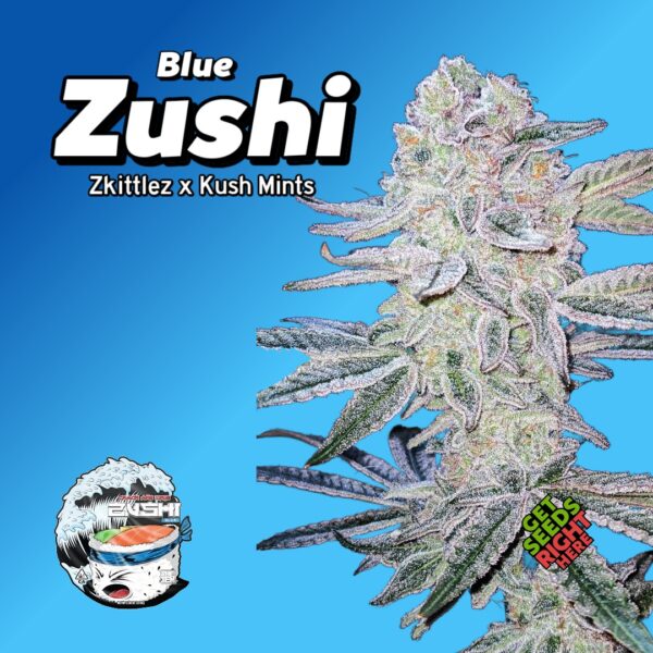 Blue Zushi Cannabis Clones – Zkittlez x Kush Mints #11 hybrid with creamy candy gas 🧊🍬