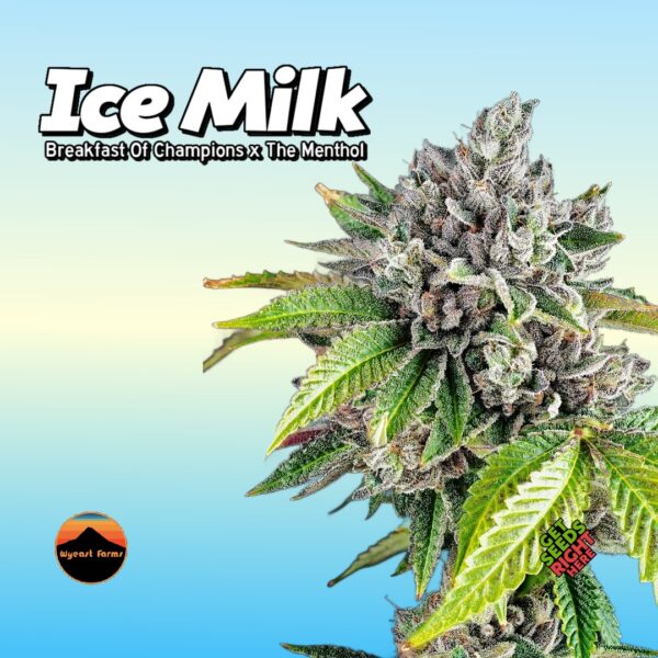 Close-up of an Ice Milk cannabis plant covered in thick, frosty trichomes with vibrant green leaves. The strain name and lineage (Breakfast of Champions x The Menthol) are displayed in bold text, along with the Wy’east Farms logo and "Get Seeds Right Here" text.