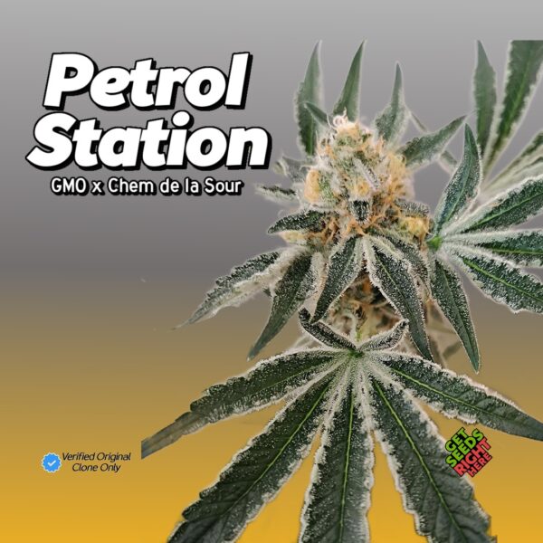 Close-up of a Petrol Station cannabis plant featuring dense, frosty buds and dark green serrated leaves. The strain name and lineage (GMO x Chem de la Sour) appear in bold text, with a Verified Original Clone Only badge and "Get Seeds Right Here" text.