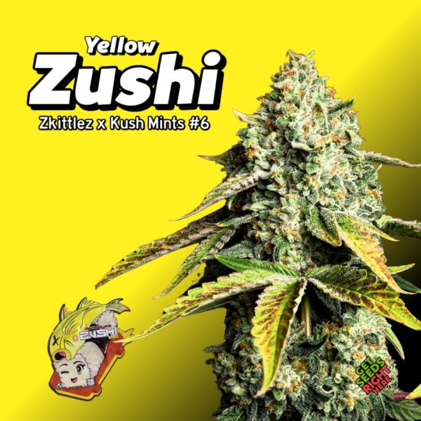 Close-up of a Yellow Zushi cannabis plant with dense, trichome-covered buds and vibrant green and yellow-tinged leaves. The strain name and lineage (Zkittlez x Kush Mints #6) are displayed in bold text, along with a Zushi-themed logo and "Get Seeds Right Here" text.