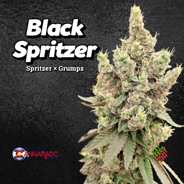 Close-up of a Black Spritzer cannabis bud with visible trichomes, set against a dark background. The text on the image reads 'Black Spritzer' with a subtitle 'Spritzer x Orange' in white font