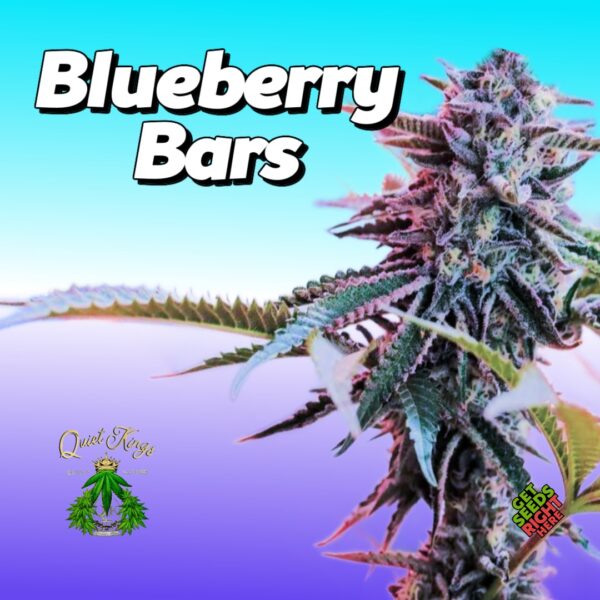 Close-up of Blueberry Bars cannabis clones with frosty, trichome-covered buds against a gradient blue-to-purple background. The text reads 'Blueberry Bars,' emphasizing the strain name. Logos for 'Quiet Kings' and 'Get Seeds Right Here' appear, enhancing brand recognition and availability.