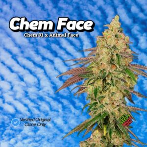 Close-up of Chem Face cannabis clones with dense, frosty buds covered in trichomes, set against a blue sky with cloud patterns. The text reads 'Chem Face' with its lineage, 'Chem 91 x Animal Face.' A verification badge states 'Verified Original Clone Only,' and a green and red label says 'Get Seeds Right Here.