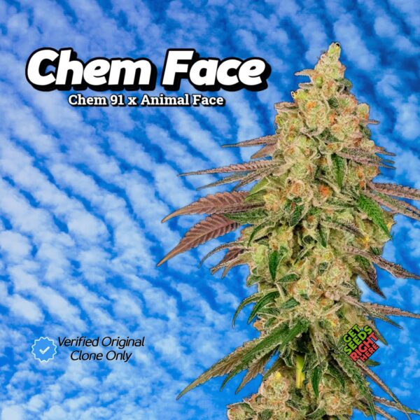 Close-up of Chem Face cannabis clones with dense, frosty buds covered in trichomes, set against a blue sky with cloud patterns. The text reads 'Chem Face' with its lineage, 'Chem 91 x Animal Face.' A verification badge states 'Verified Original Clone Only,' and a green and red label says 'Get Seeds Right Here.