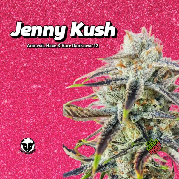 Close-up of Jenny Kush cannabis clones with dense, trichome-covered buds. The image features a bright pink glittery background, emphasizing the strain's frosty texture. Jenny Kush is a hybrid of Amnesia Haze and Rare Dankness #2, known for its uplifting and euphoric effects.