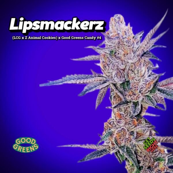 Close-up of Lipsmackerz cannabis clones with frosty, trichome-rich buds against a deep blue background. The text reads 'Lipsmackerz' with its lineage '(LCG x Z Animal Cookies) x Good Greens Candy #4.' Logos for 'Good Greens' and 'Get Seeds Right Here' appear in the corners, enhancing brand visibility.