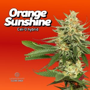 Close-up of Orange Sunshine cannabis clones with dense, trichome-covered buds against a vibrant orange-red background. The text reads 'Orange Sunshine' with 'Cali-O hybrid' underneath, indicating its lineage. Logos for 'Legendary Clone Only' and 'Get Seeds Right Here' appear, enhancing authenticity and availability.