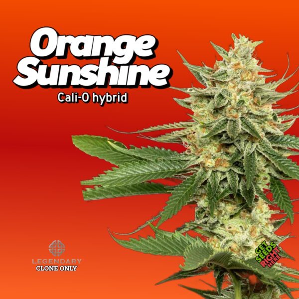 Close-up of Orange Sunshine cannabis clones with dense, trichome-covered buds against a vibrant orange-red background. The text reads 'Orange Sunshine' with 'Cali-O hybrid' underneath, indicating its lineage. Logos for 'Legendary Clone Only' and 'Get Seeds Right Here' appear, enhancing authenticity and availability.