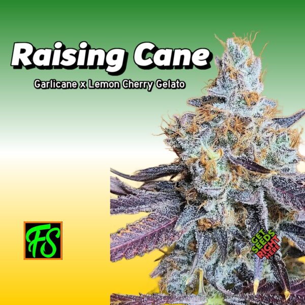 Close-up of Raising Cane cannabis clones with dense, trichome-covered buds featuring deep purple hues and orange pistils. The text reads 'Raising Cane' with its lineage 'Garlicane x Lemon Cherry Gelato.' Logos for 'FS' and 'Get Seeds Right Here' add branding and availability details against a green-to-yellow gradient background.