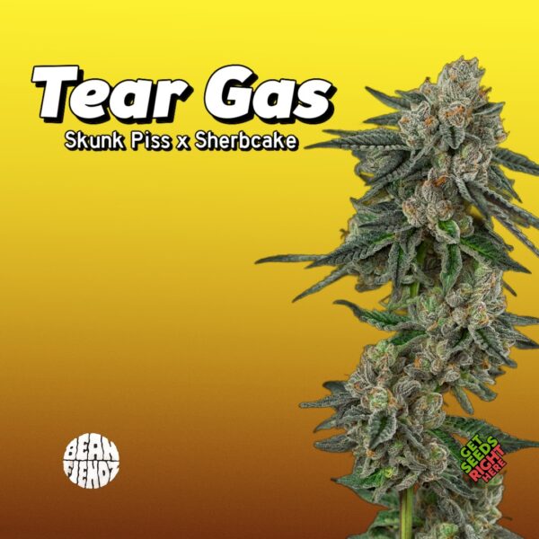 Close-up of Tear Gas cannabis clones with dense, trichome-rich buds against a gradient yellow-to-brown background. The text reads 'Tear Gas' with its lineage 'Skunk Piss x Sherbcake,' highlighting its potent genetics. Logos for 'Bean Fiendz' and 'Get Seeds Right Here' add branding and availability details.