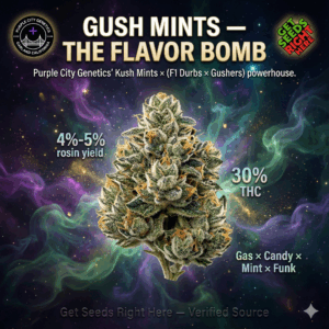Gush Mints cannabis clone macro image showing frosty purple-green bud with 30% THC and 4&ndash;5% rosin yield, Purple City Genetics verified cut promoted by Get Seeds Right Here.