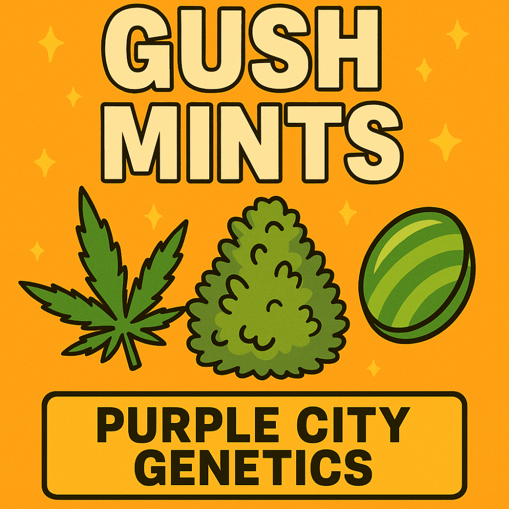 Gush Mints cannabis strain image with weed leaf, nug, and mint candy – Purple City Genetics branding on orange background.