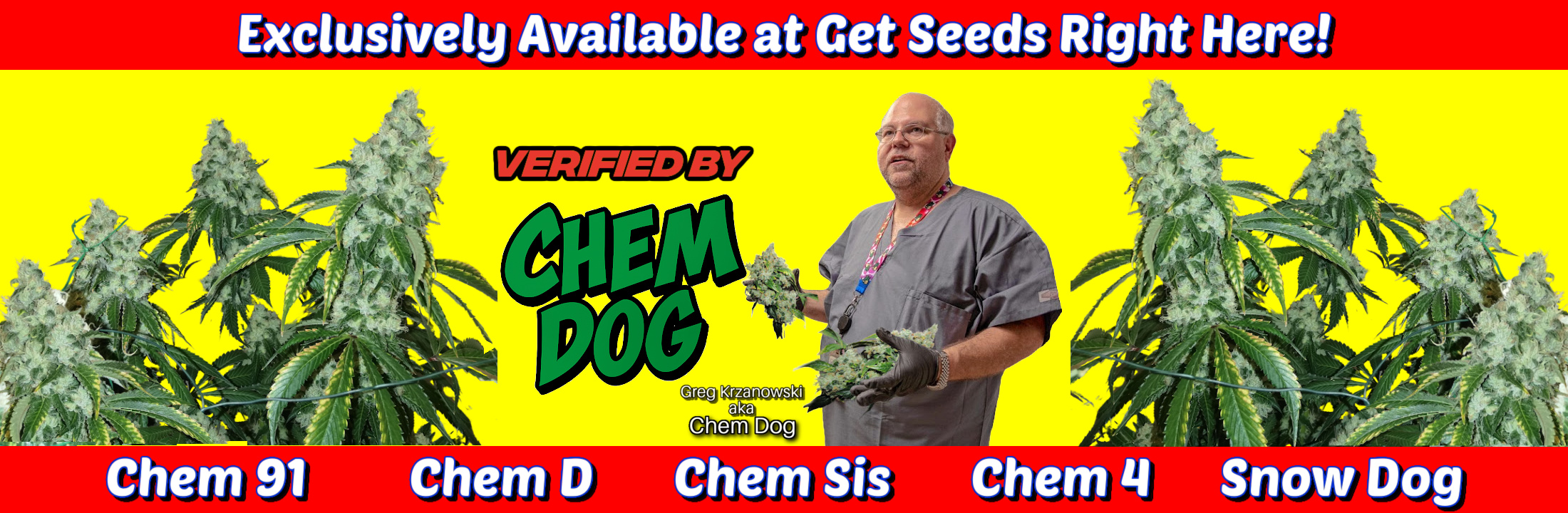 Get Seeds Right Here — Exclusive Supplier of Chem Dog Genetics, verified by Greg Krzanowski