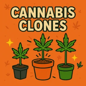 Cannabis Clones