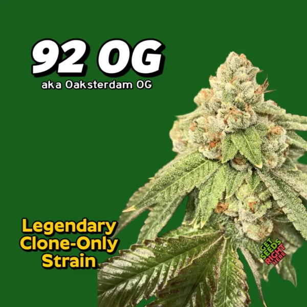 92 OG Kush aka Oaksterdam OG cannabis strain with dense frosty buds and classic OG Kush genetics.