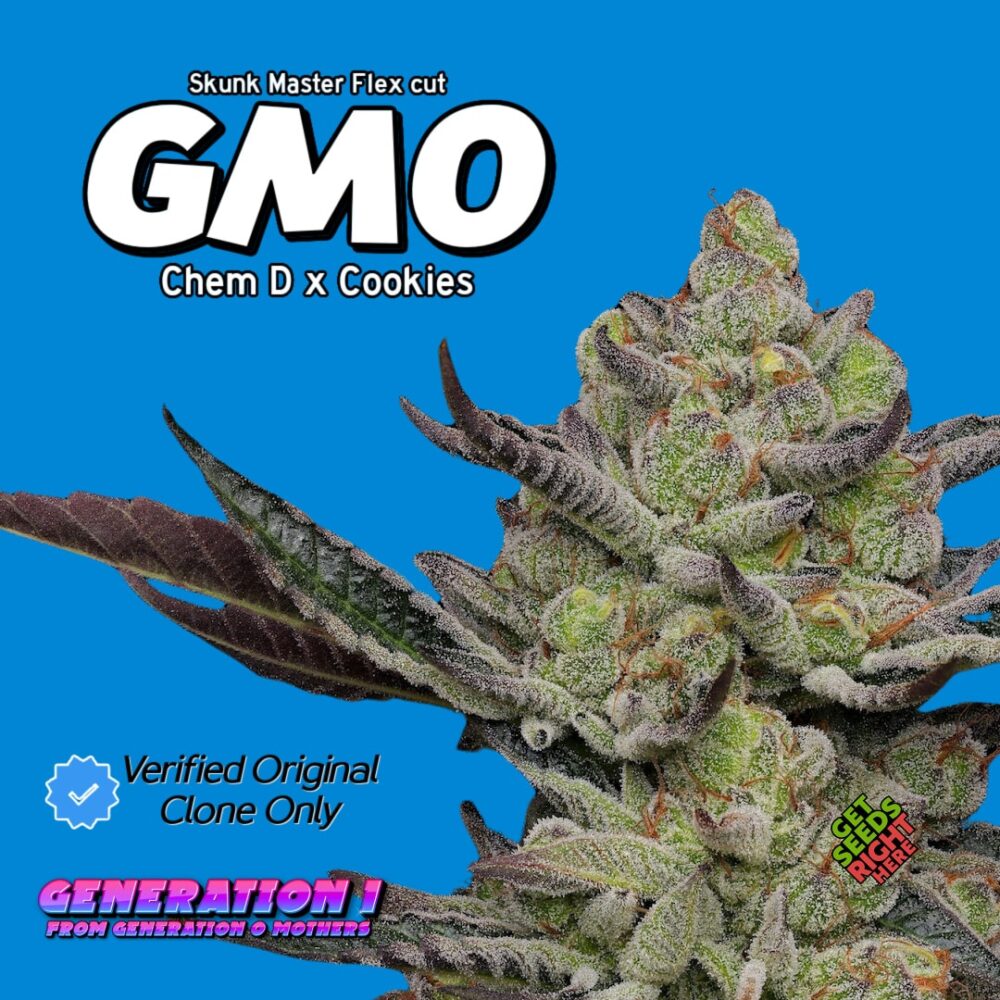 GMO Cookies Cannabis Clones for sale
